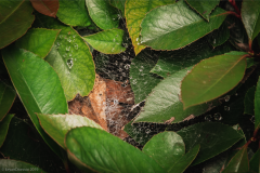 Spiderweb-and-Leaves